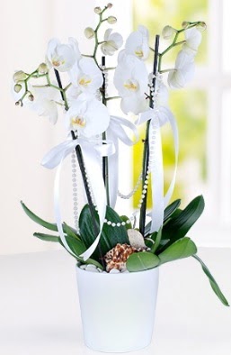 3 dallı beyaz orkide  Ankara demetevler çiçek siparişi çiçek yolla  