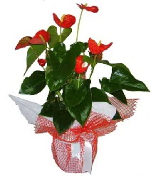 Antoryum saksı iç mekan süs bitkisi  Ankara demetevler çiçek servisi , çiçekçi adresleri 