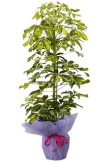 Schefflera Tekli �� mnekan saks� �i�e�i  Ankara demetevler �i�ek�i ma�azas� 