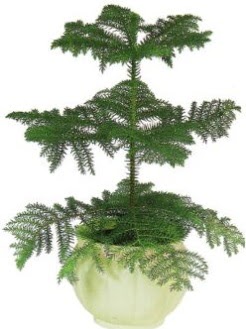 Araucaria Heterophylla i� mekan saks�  Ankara ucuz �i�ek g�nder �i�ek ma�azas� , �i�ek�i adresleri 