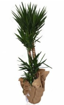 3 l� Yucca i� mekan saks� �i�e�i  Ankara demetevler anneler g�n� �i�ek yolla 