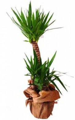 2 li yucca saks� �i�e�i  Ankara ucuz �i�ek g�nder �i�ek ma�azas� , �i�ek�i adresleri 