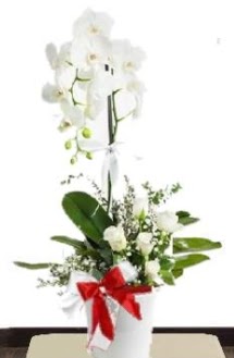 Tek dallı beyaz orkide 5 beyaz gül  Ankara demetevler çiçek gönderme çiçek siparişi sitesi 