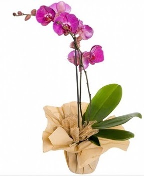 Tek dal mor orkide  Ankara çiçek gönderme sitemiz güvenlidir 