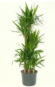 7 li yucca saks� bitkisi  Ankara demetevler �i�ek servisi , �i�ek�i adresleri 