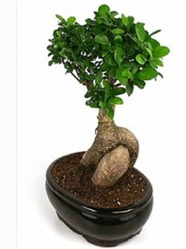 Bonsai saks� bitkisi japon a�ac�  Ankara demetevler �i�ek g�nderme �i�ek sipari�i sitesi 