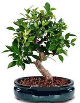 5 ya��nda japon a�ac� bonsai bitkisi  Ankara demetevler anneler g�n� �i�ek yolla 