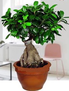 5 yaşında japon ağacı bonsai bitkisi  Ankara online çiçek gönderme sipariş 