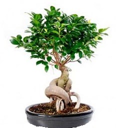 Bonsai Japon a�ac� saks� bitkisi  Ankara demetevler 14 �ubat sevgililer g�n� �i�ek 