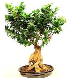 Bonsai Japon a�ac� saks� bitkisi  Ankara demetevler �i�ek g�nderme �i�ek sipari�i sitesi 