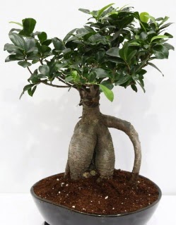 Japon a�ac� bonsai saks� bitkisi  Ankara demetevler �i�ek sipari�i �i�ek yolla 