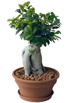 Japon ağacı bonsai saksı bitkisi  Ankara demet çiçek gönderme 