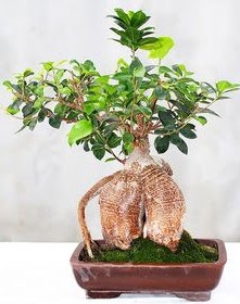 Japon ağacı bonsai saksı bitkisi  demetevler çiçekçi Ankara ucuz çiçek gönder 