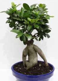 bonsai japon a�ac� saks� �i�e�i  Ankara demetevler �i�ek servisi , �i�ek�i adresleri 
