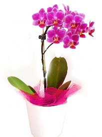 Tek dallı mor orkide  Ankara demetevler çiçek yolla çiçekçi telefonları  