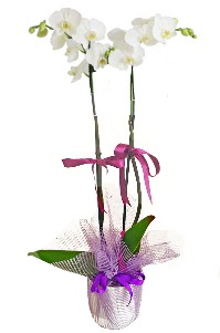 2 dall beyaz orkide sat  Ankara demetevler iek sat 