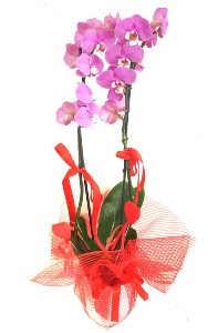 2 dall mor orkide bitkisi  Ankara demetevler iek sat 