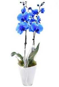 2 dallı AŞILI mavi orkide  Ankara demetevler çiçek satışı 
