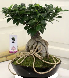 Japon ağacı bonsai satışı  Ankara demetevler çiçek servisi , çiçekçi adresleri 