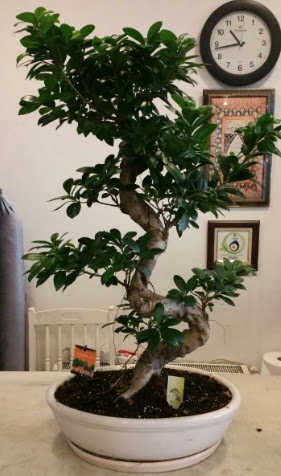 100 cm yüksekliğinde dev bonsai japon ağacı  Demetevler Ankara İnternetten çiçek siparişi 