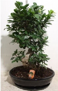 75 CM Ginseng bonsai Japon ağacı  Ankara hediye çiçek yolla 