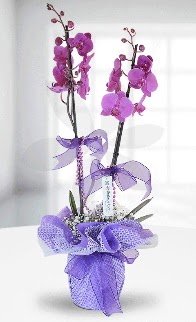 Çift dallı mor orkide LİKE MARKADIR  Ankara demetevler anneler günü çiçek yolla 