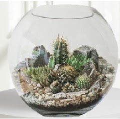 Cam fanus Terrarium 5 kakt�s  Ankara ucuz �i�ek g�nder �i�ek ma�azas� , �i�ek�i adresleri 