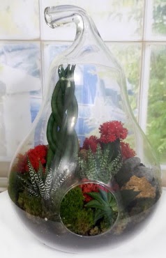 5 adet kakt�s orta boy armut terrarium  Ankara demetevler �i�ek g�nderme �i�ek sipari�i sitesi 
