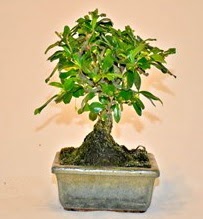 Zelco bonsai saksı bitkisi  Ankara demetevler çiçek servisi , çiçekçi adresleri 