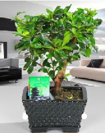 Bonsai japon a�ac� saks� bitkisi  Ankara demetevler �i�ek sat��� 
