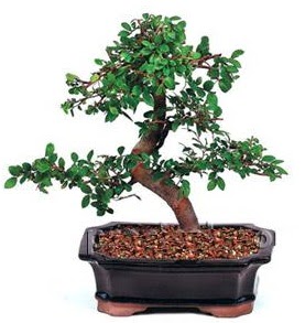 �thal bonsai japon a�ac�  Ankara demetevler �i�ek g�nderme �i�ek sipari�i sitesi 