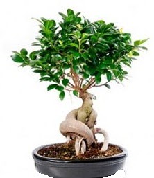 Bonsai japon a�ac� seramik i�inde  demetevler �i�ek yolla Ankara �i�ek�iler 