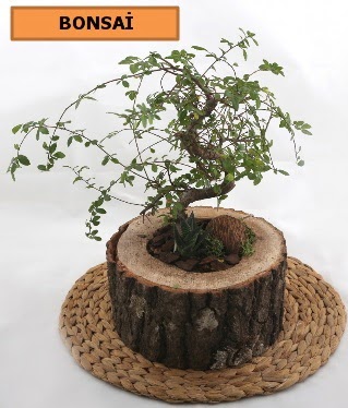 Doğal ağaç kütük içerisinde bonsai bitkisi  Ankara çiçek gönderme sitemiz güvenlidir 