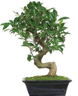 Bonsai saks� bitkisi japon a�ac�  Ankara demetevler �i�ek sipari�i vermek 