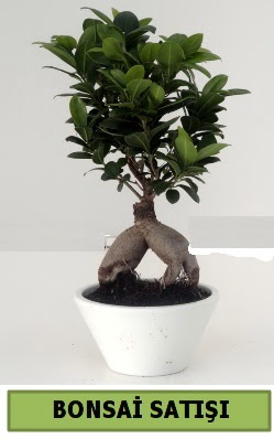 Bonsai japon a�ac� sat���  Ankara demetevler �i�ek servisi , �i�ek�i adresleri 
