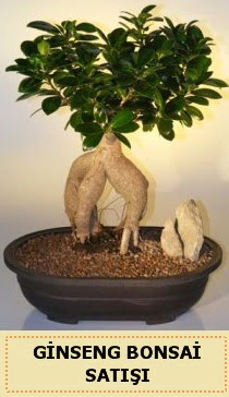 thal Ginseng bonsai sat japon aac  Ankara demetevler iek gnderme iek siparii sitesi 