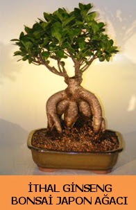 thal japon aac ginseng bonsai sat  Demetevler Ankara nternetten iek siparii 