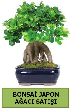 Bonsai japon a�ac� sat���  Ankara demetevler �i�ek sat��� 