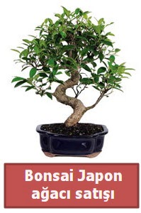 Japon aac bonsai sat  Ankara demetevler iek gnderme iek siparii sitesi 