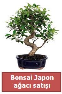 Japon a�ac� bonsai sat���  Ankara demetevler �i�ek g�nderme �i�ek sipari�i sitesi 