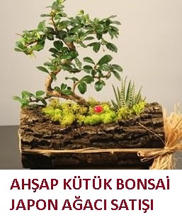 Ahşap kütük içerisinde bonsai ve 3 kaktüs  Ankara demetevler çiçekçi mağazası 
