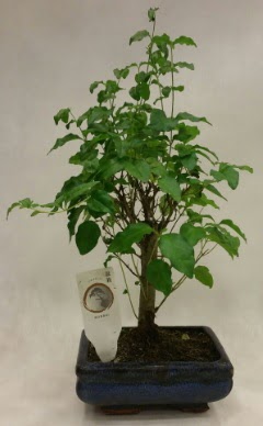 Minyatr bonsai japon aac sat  Ankara demetevler iek yolla ieki telefonlar 