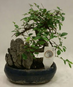 İthal 1.ci kalite bonsai japon ağacı  Ankara demetevler çiçek satışı 