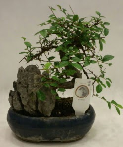 �thal 1.ci kalite bonsai japon a�ac�  Ankara demetevler �i�ek sat��� 