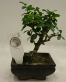 Kk minyatr bonsai japon aac  Ankara demet iek gnderme 