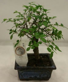 Minyatr ithal japon aac bonsai bitkisi  Ankara demetevler iek sat 