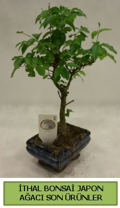 �thal bonsai japon a�ac� bitkisi  demetevler Ankara hediye sevgilime hediye �i�ek 