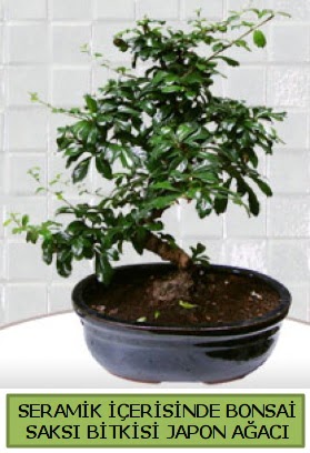 Seramik vazoda bonsai japon ağacı bitkisi  Ankara demetevler çiçek gönderme çiçek siparişi sitesi 