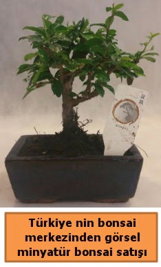 Japon aac bonsai sat ithal grsel  Ankara demetevler iek siparii iek yolla 