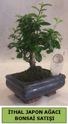 İthal japon ağacı bonsai bitkisi satışı  Ankara demetevler çiçek yolla çiçekçi telefonları 